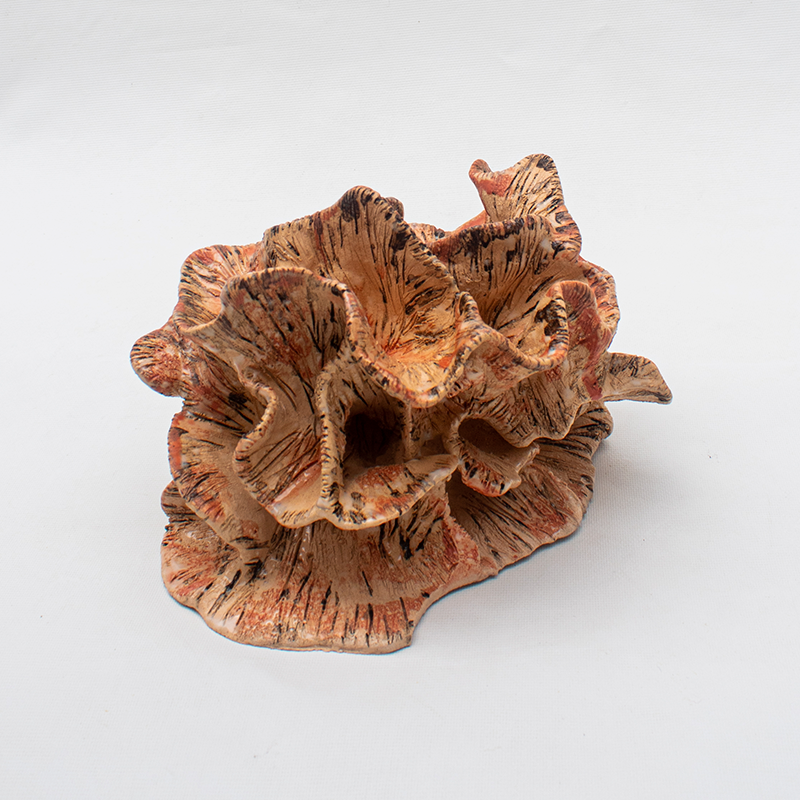 Coral estriado