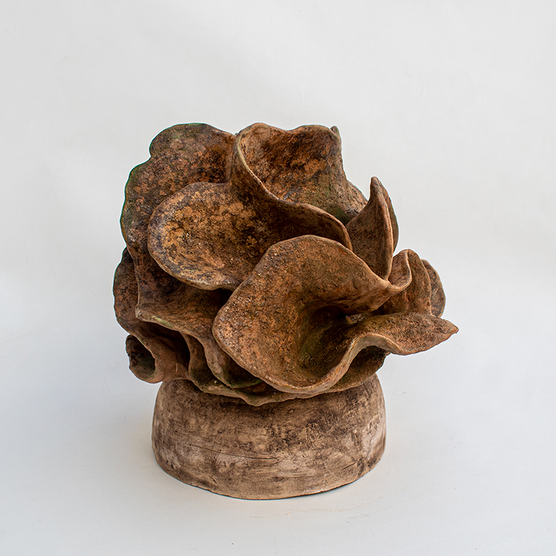 Coral Lechuga